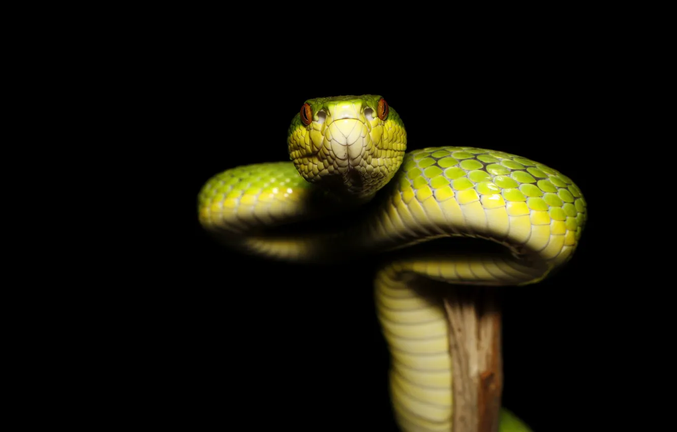 Photo wallpaper look, snake, black background, green, bitches, reptile