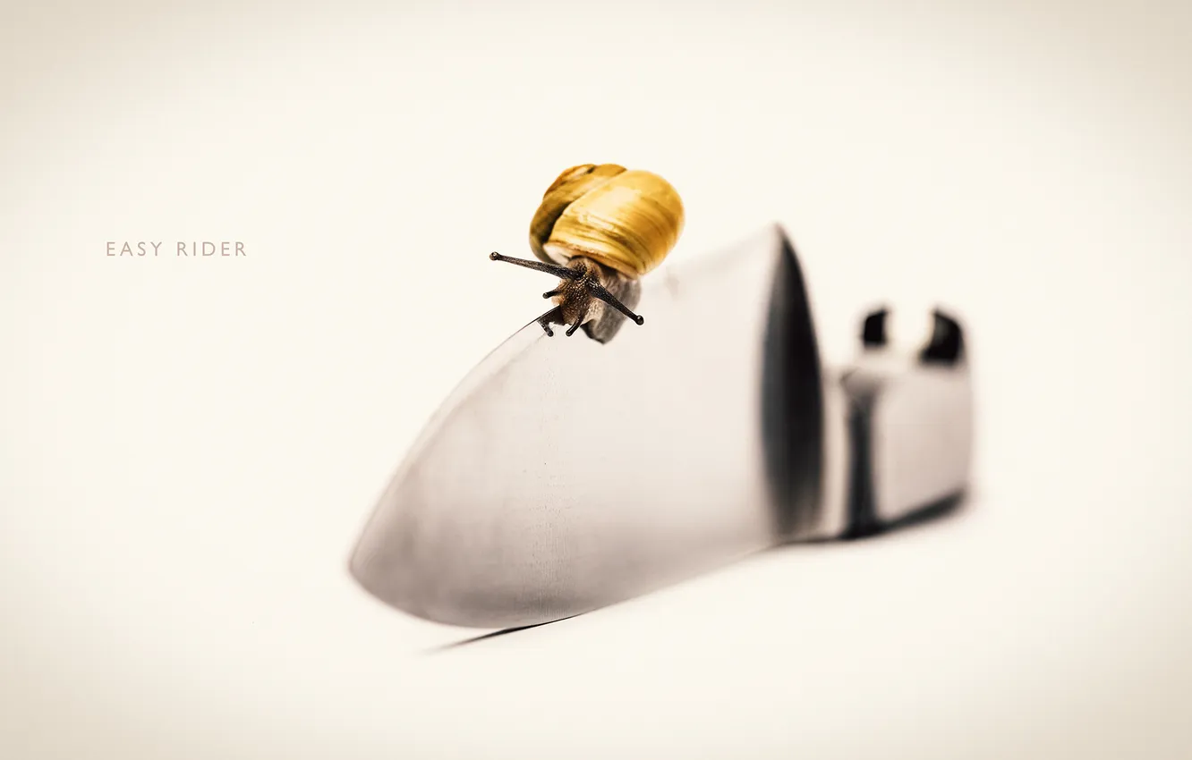 Photo wallpaper macro, snail, photographer, knife, photography, photographer, Björn Wunderlich