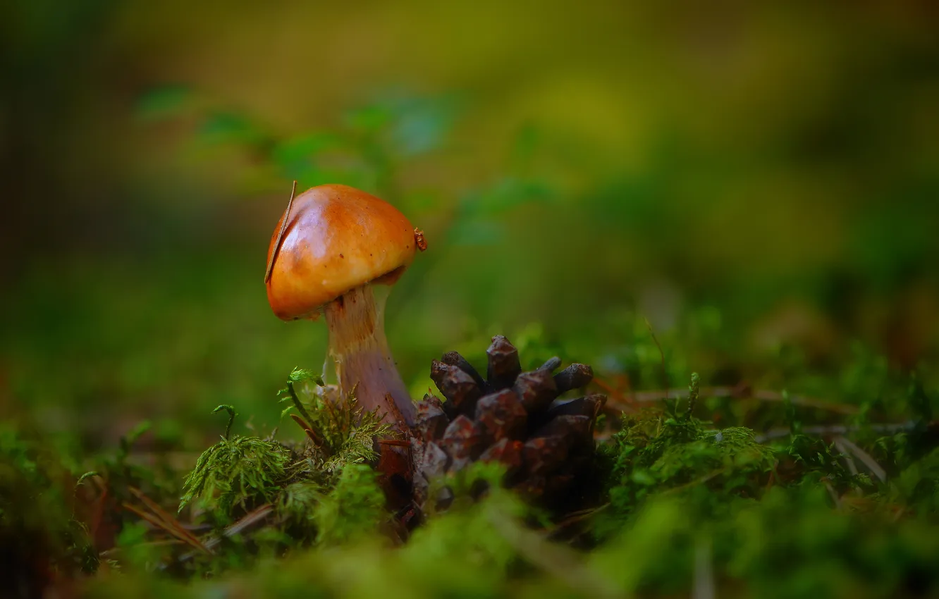 Photo wallpaper forest, grass, macro, mushrooms, bumps