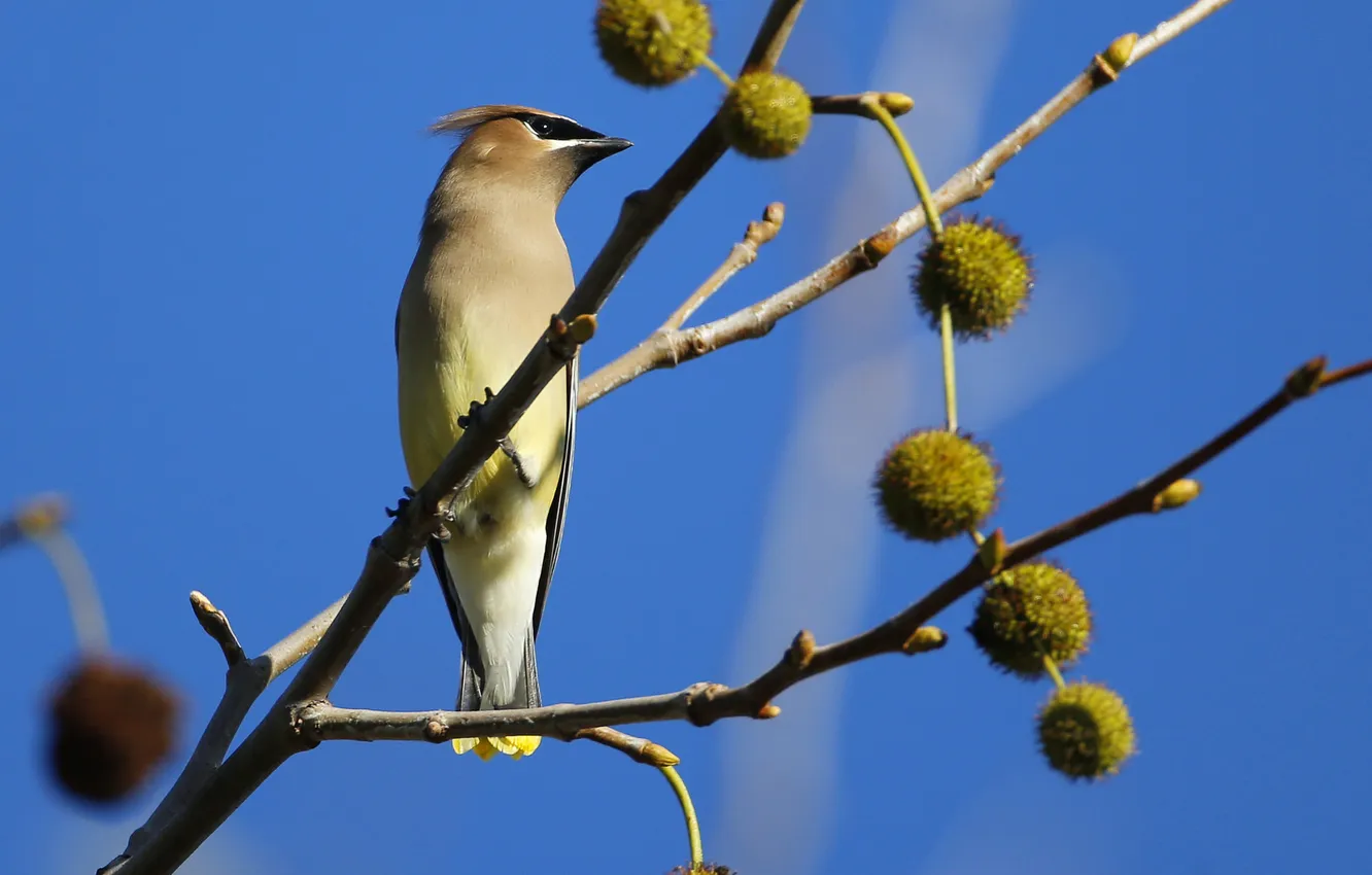 Photo wallpaper the sky, trees, branches, bird, the Waxwing