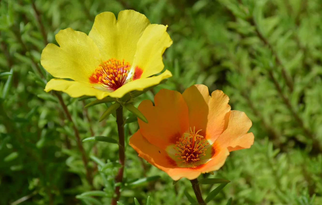 Photo wallpaper flowers, Wallpaper, Purslane