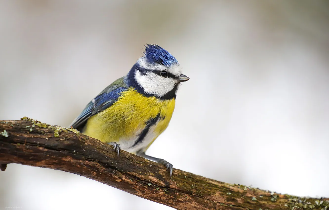 Photo wallpaper bird, blue tit, Dmitry Chudinin