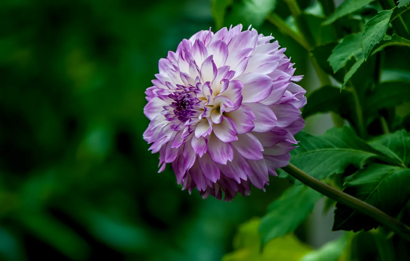 Photo wallpaper balls, dahlias, motley
