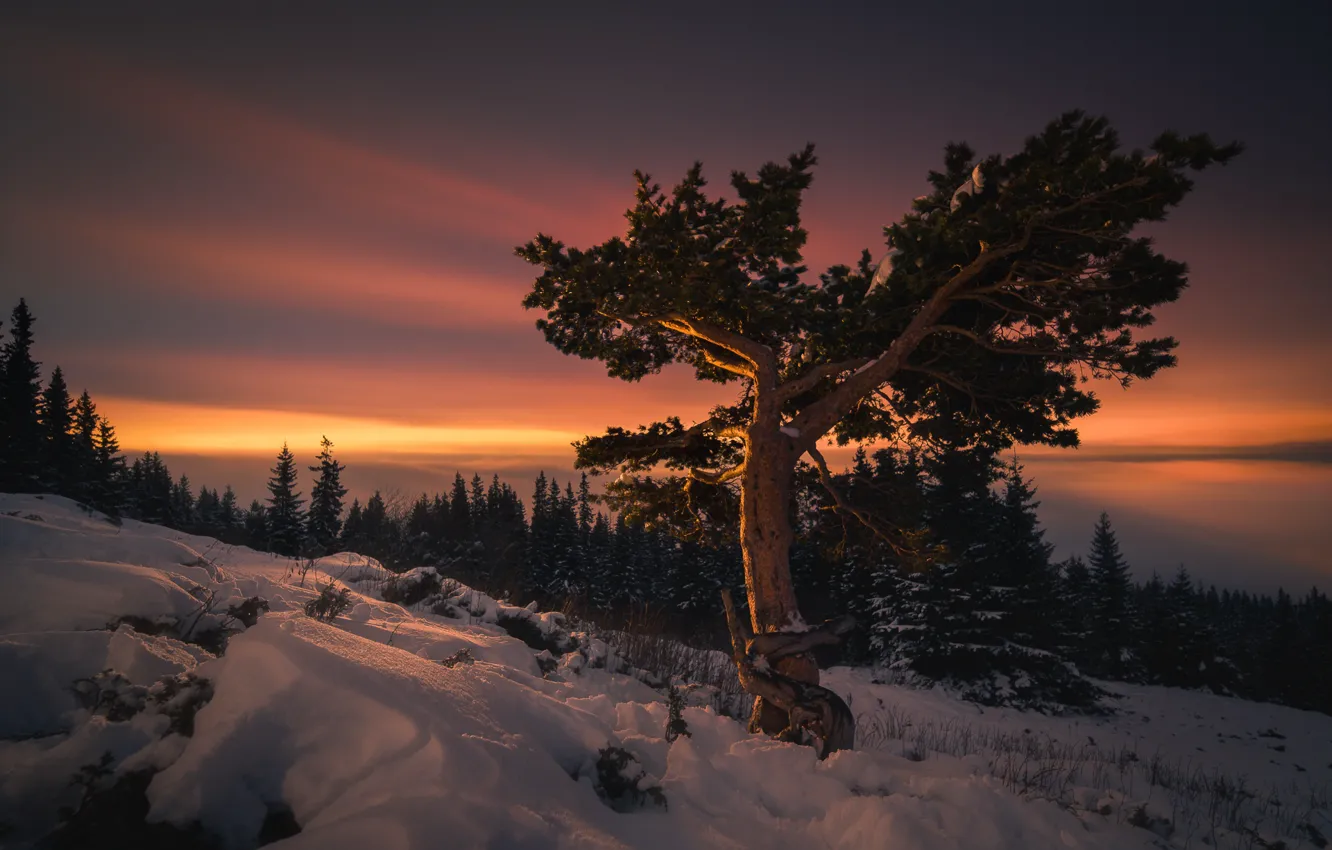 Photo wallpaper winter, snow, trees, landscape, sunset, mountains, nature, the evening