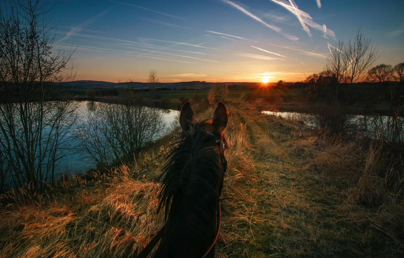 Photo wallpaper sunset, nature, horse, horse, the evening, mane, horse