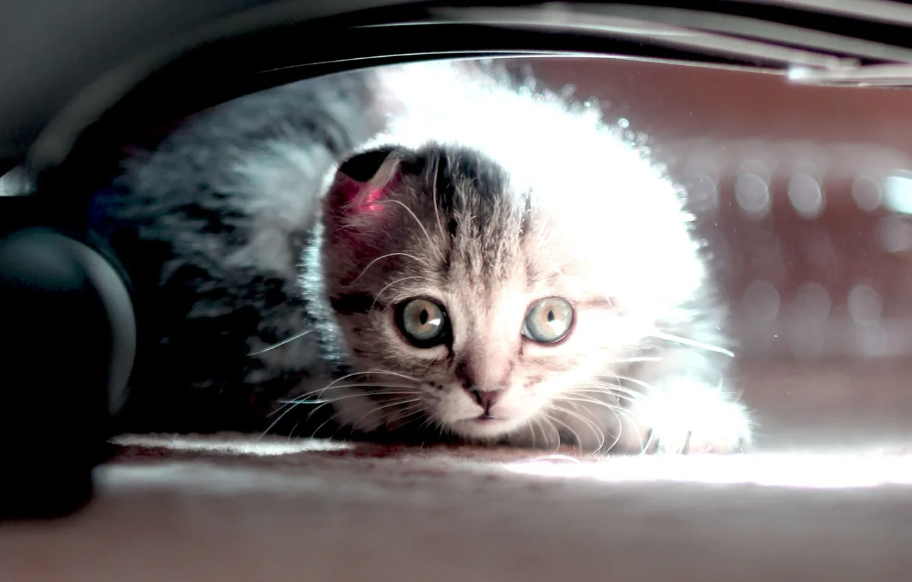 Photo wallpaper cat, animal, kitty, kitten, cat