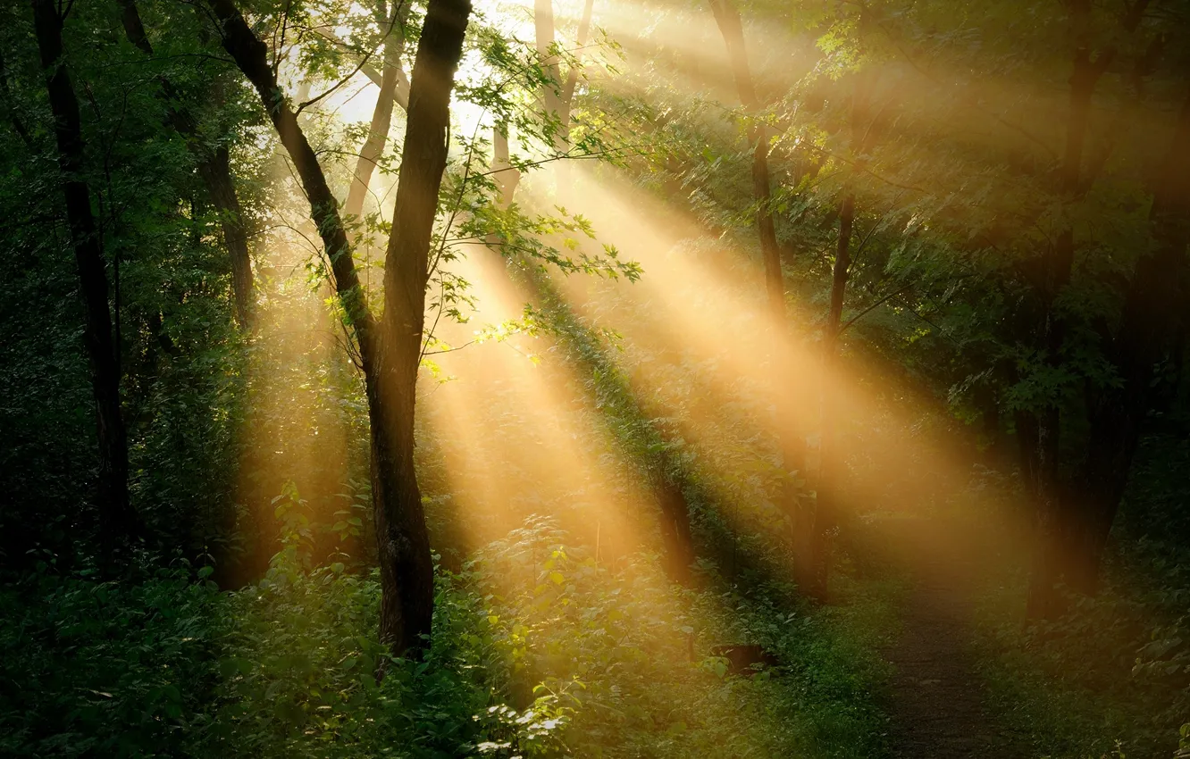 Photo wallpaper forest, rays, landscape, trees. the sun
