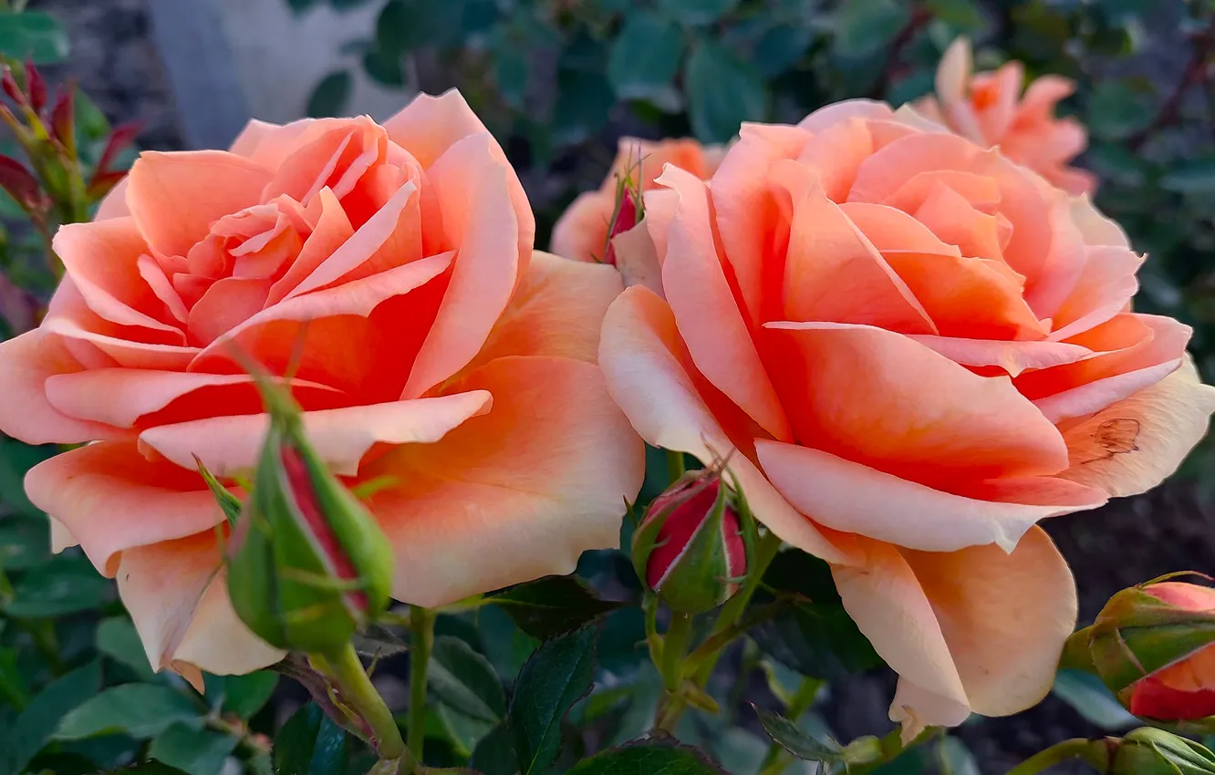Photo wallpaper flowers, roses, pair, summer 2024
