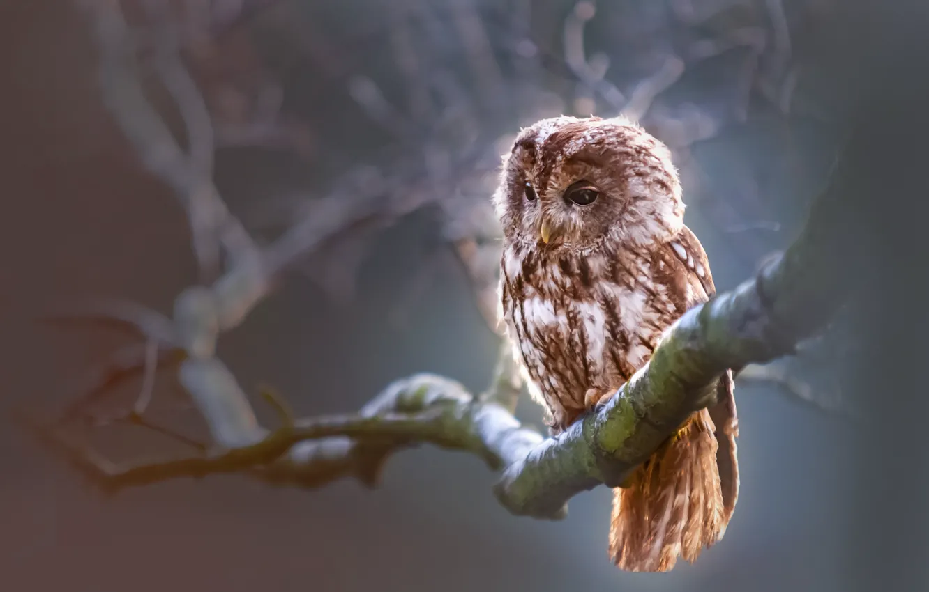 Photo wallpaper bird, animal, owl, wildlife