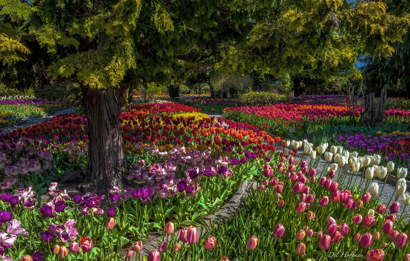 Photo wallpaper trees, flowers, Park, tulips