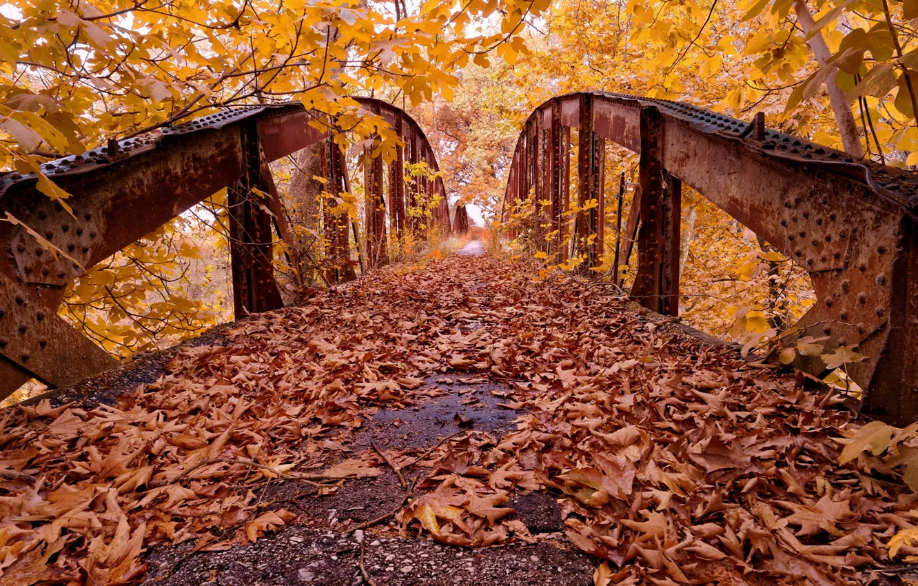 Photo wallpaper autumn, leaves, bridge, Park