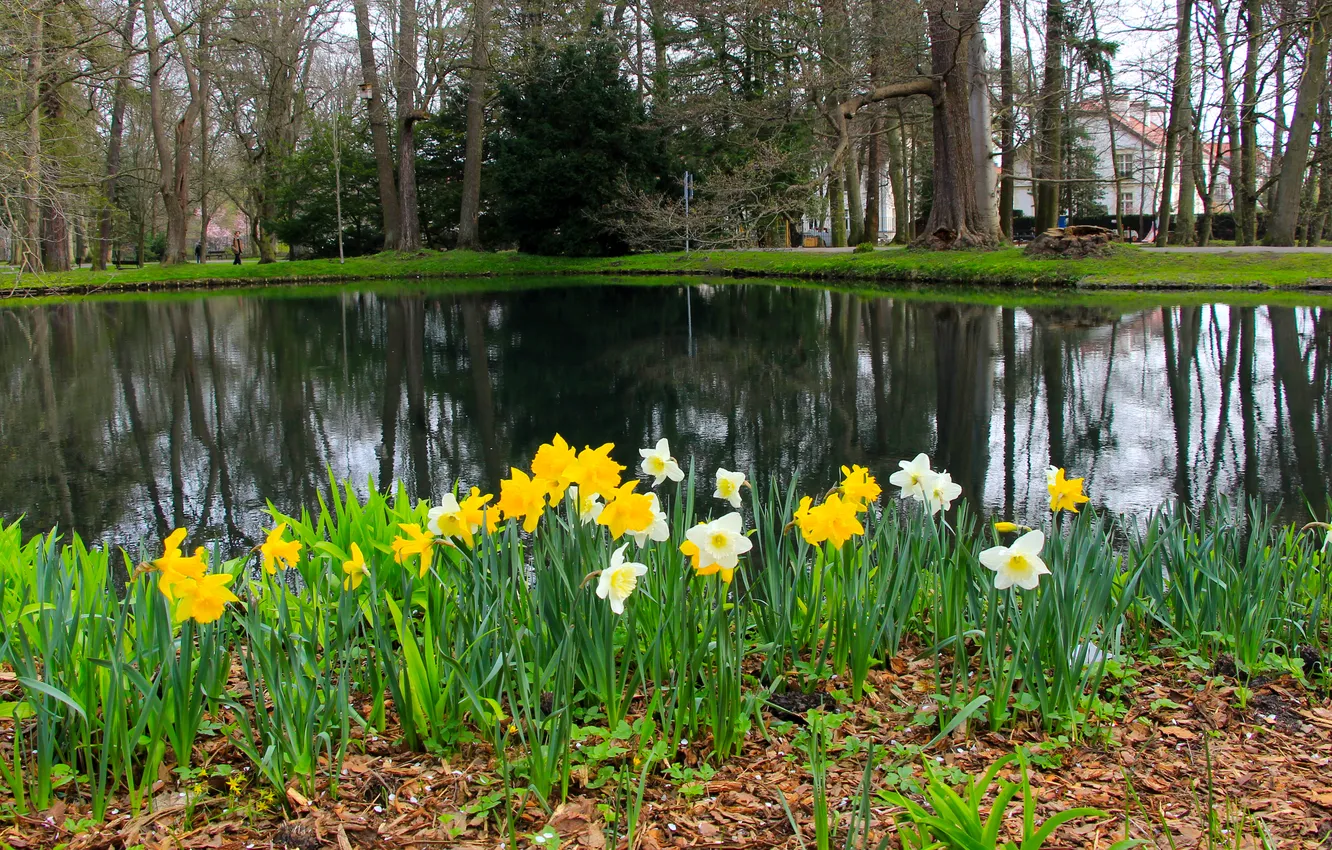 Photo wallpaper flower, park, lake, pond, Narcissus, Daffodil
