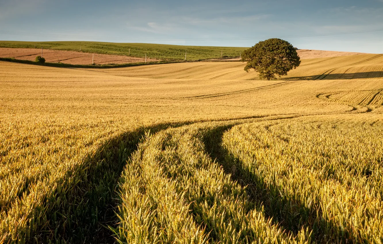 Photo wallpaper wheat, field, tree