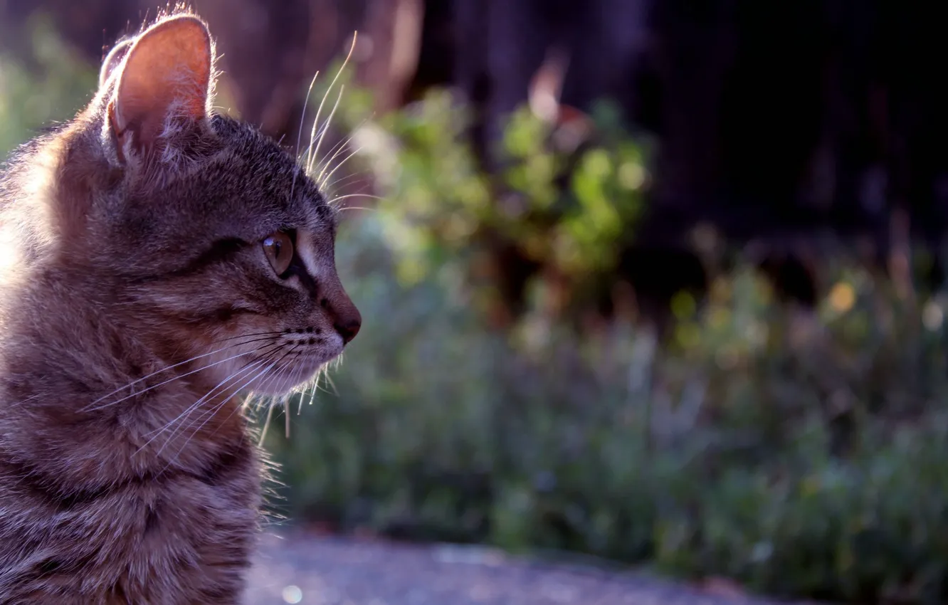 Photo wallpaper cat, wool, profile, Kit Kitten