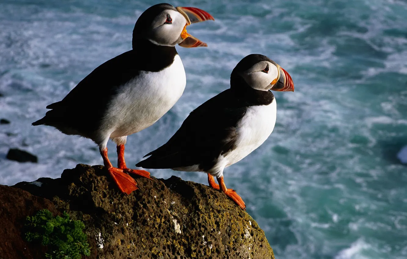 Photo wallpaper sea, birds, stones, color, beak, stalled