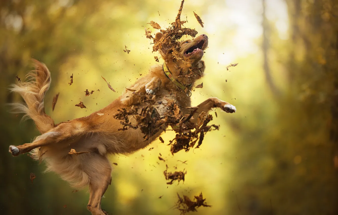 Photo wallpaper autumn, leaves, jump, dog