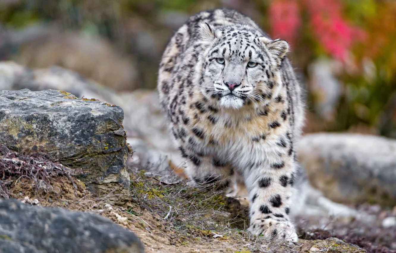 Photo wallpaper autumn, cats, stones, paw, snow leopard, bars, wild cats, zoo