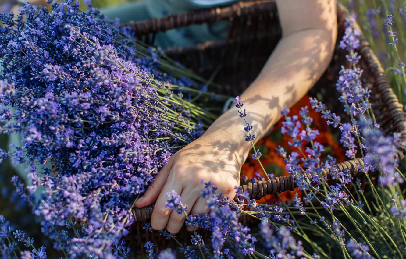 Photo wallpaper summer, girl, flowers, bouquet, hands, basket, lavender, lilac