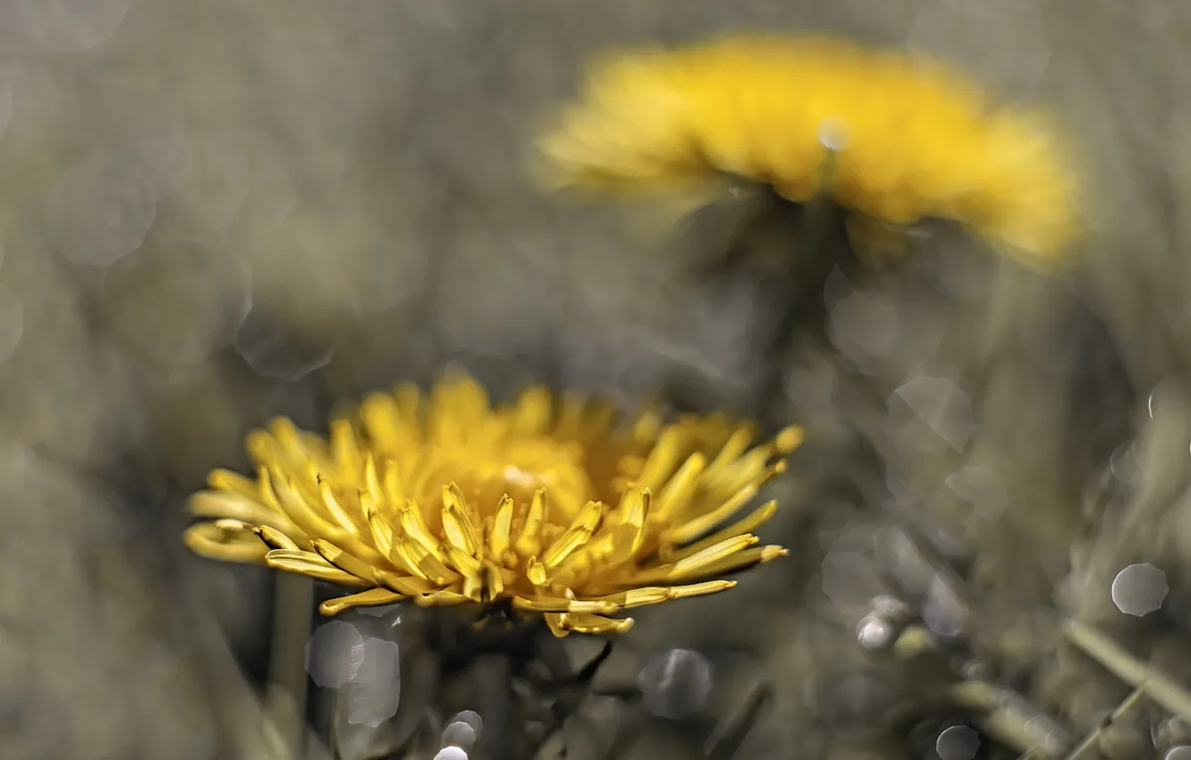 Photo wallpaper flowers, nature, spring