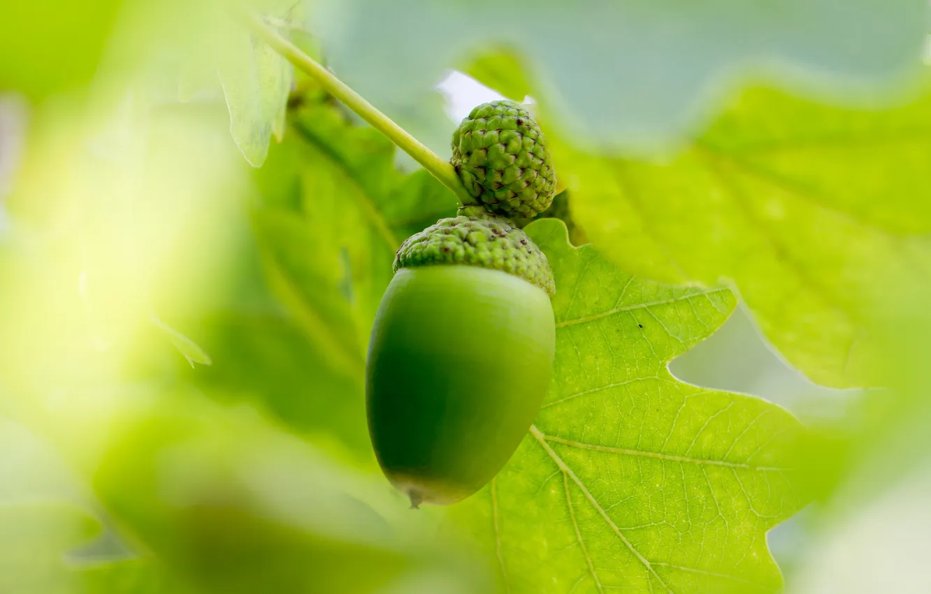 Photo wallpaper summer, foliage, acorns, oak