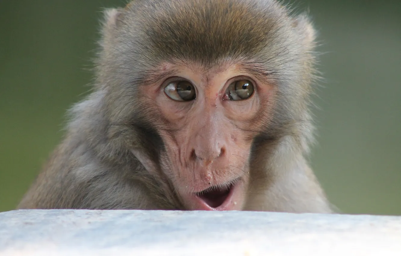 Photo wallpaper eyes, face, grimace, monkeys