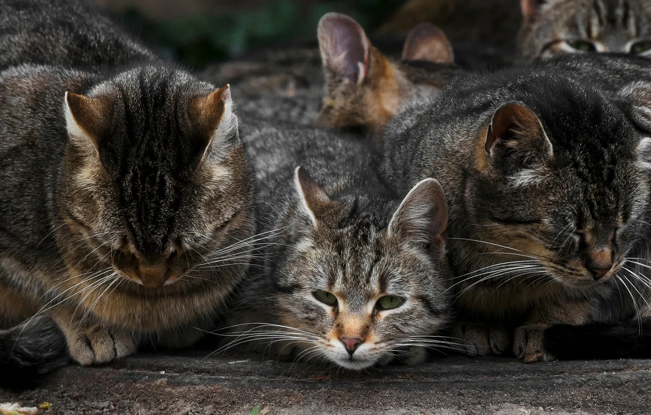 Photo wallpaper cat, a lot, a few