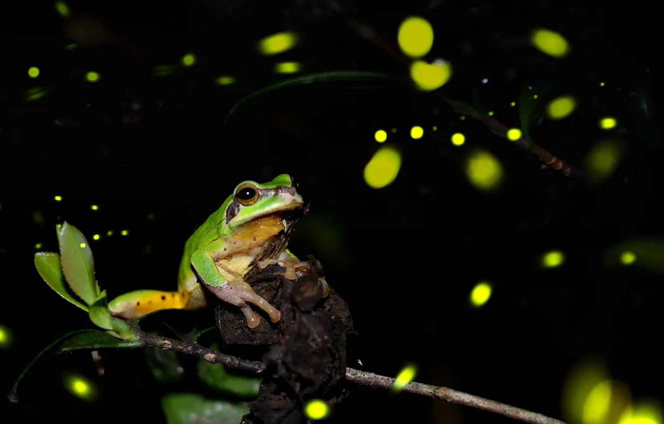 Photo wallpaper night, fireflies, frog, branch