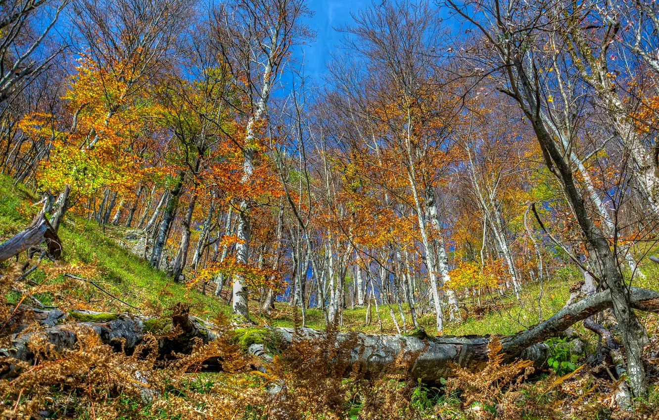 Photo wallpaper autumn, Park, birch, grove, Croatia, Plitvice