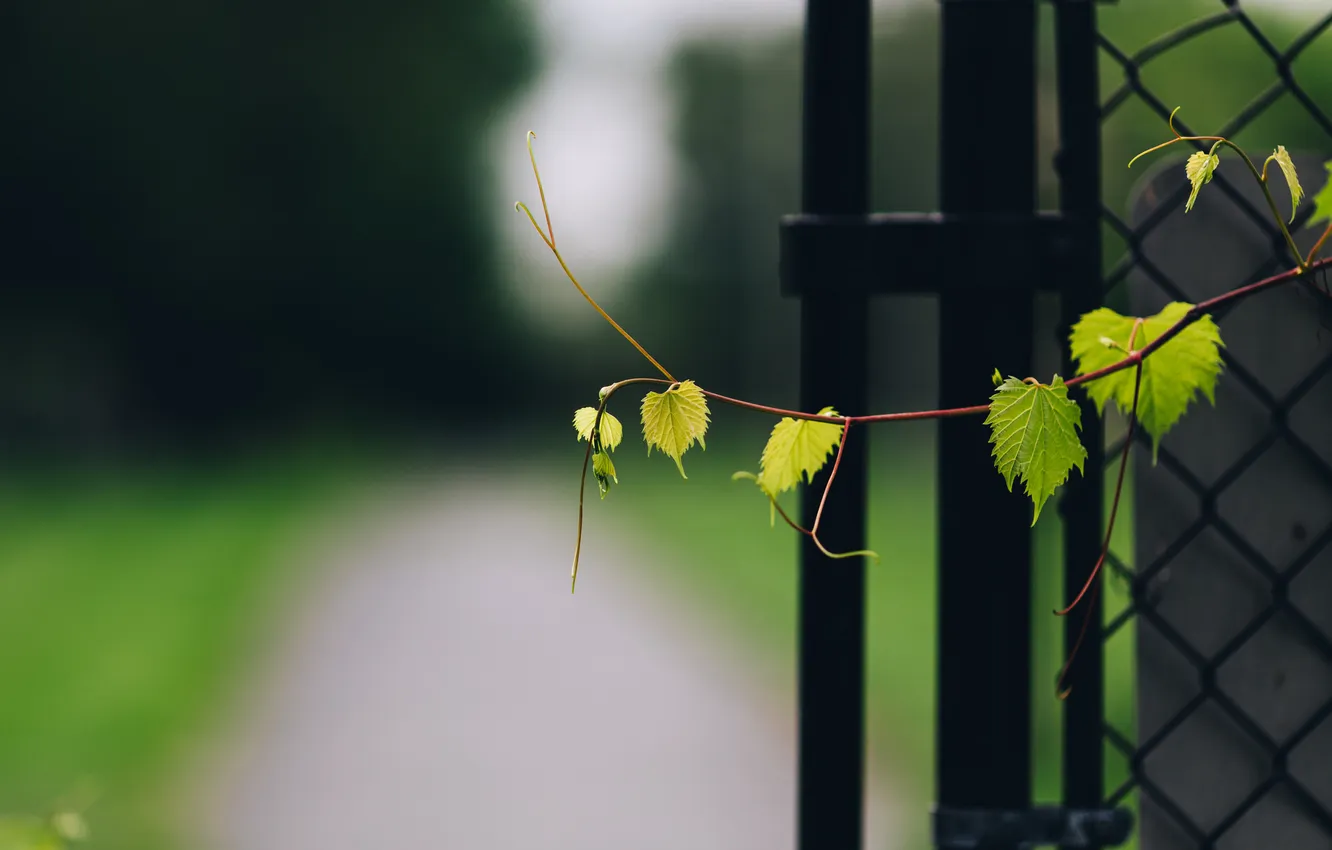 Photo wallpaper leaves, the fence, branch, green