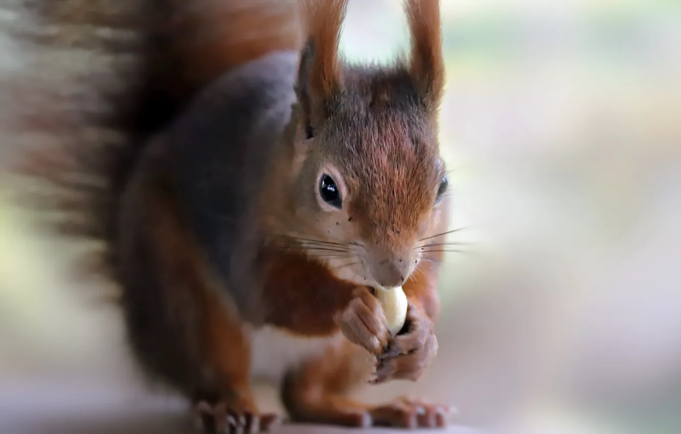 Photo wallpaper nature, protein, nuts
