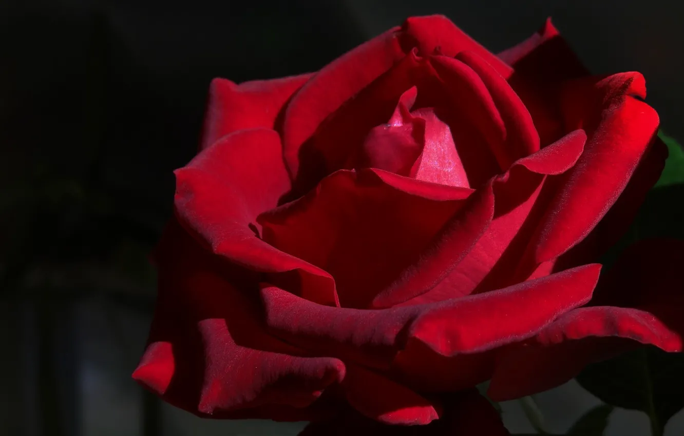 Photo wallpaper roses, Burgundy, velvet