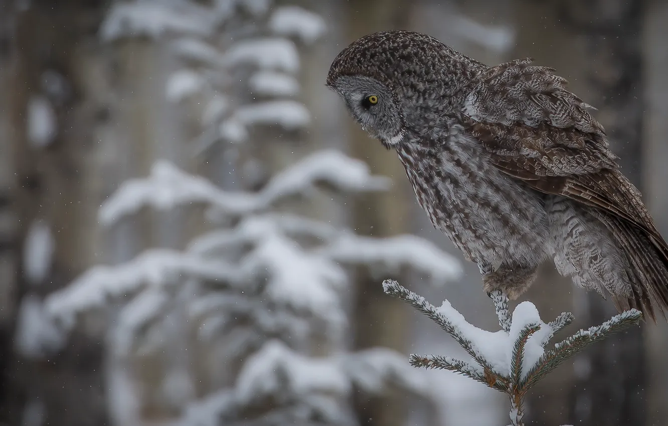 Photo wallpaper snow, owl, bird, Great grey owl