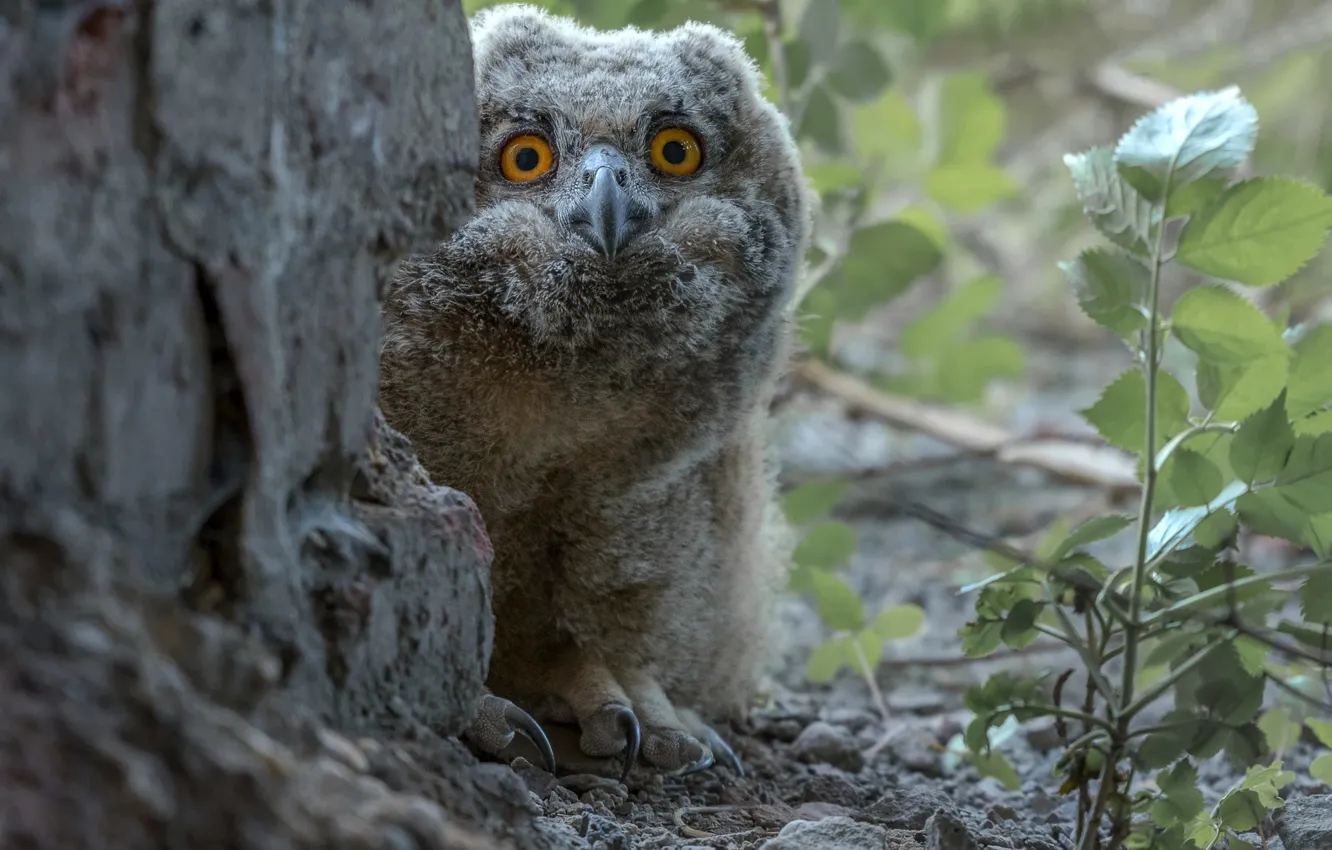 Photo wallpaper trees, owl, bird, beak, claws, bokeh