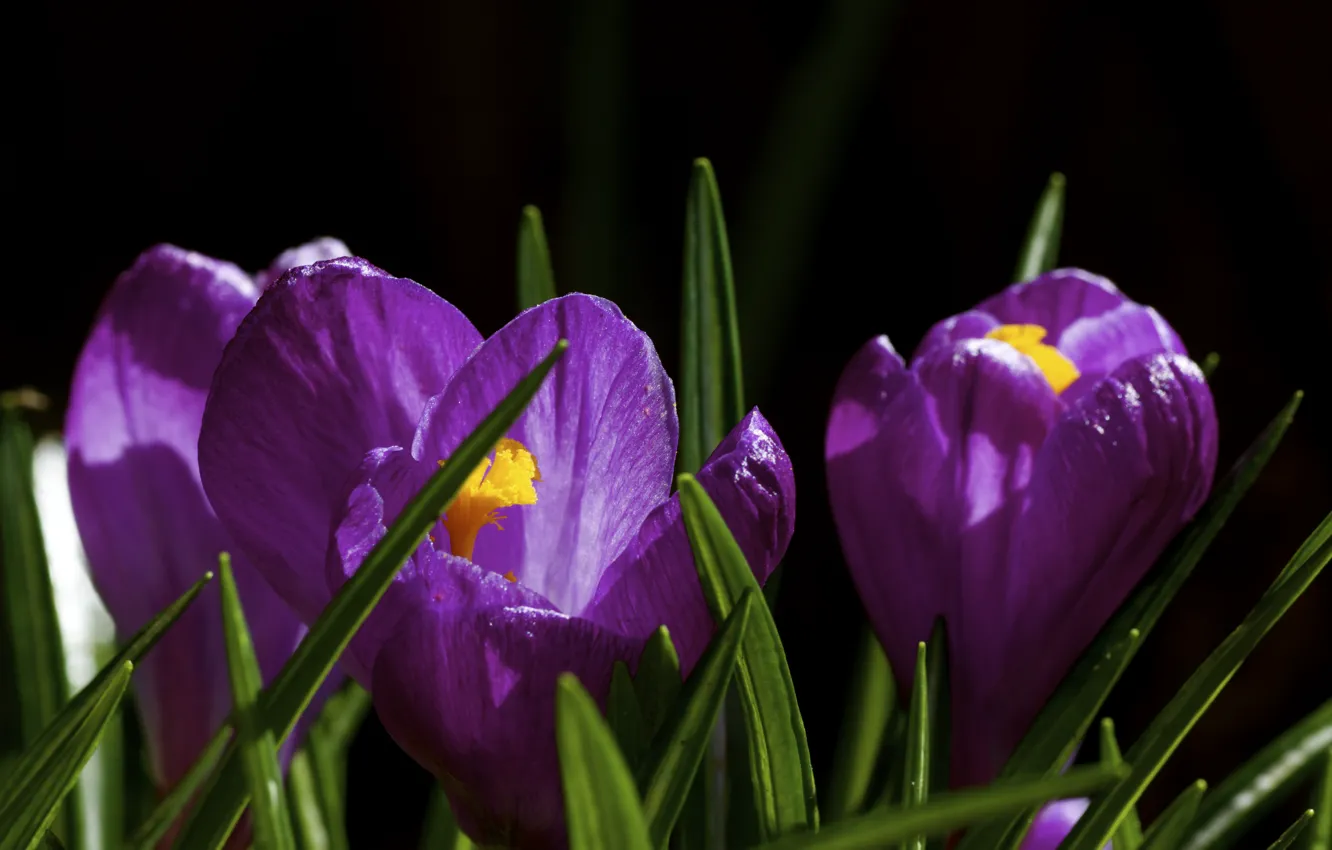 Photo wallpaper macro, flowers, spring, crocuses