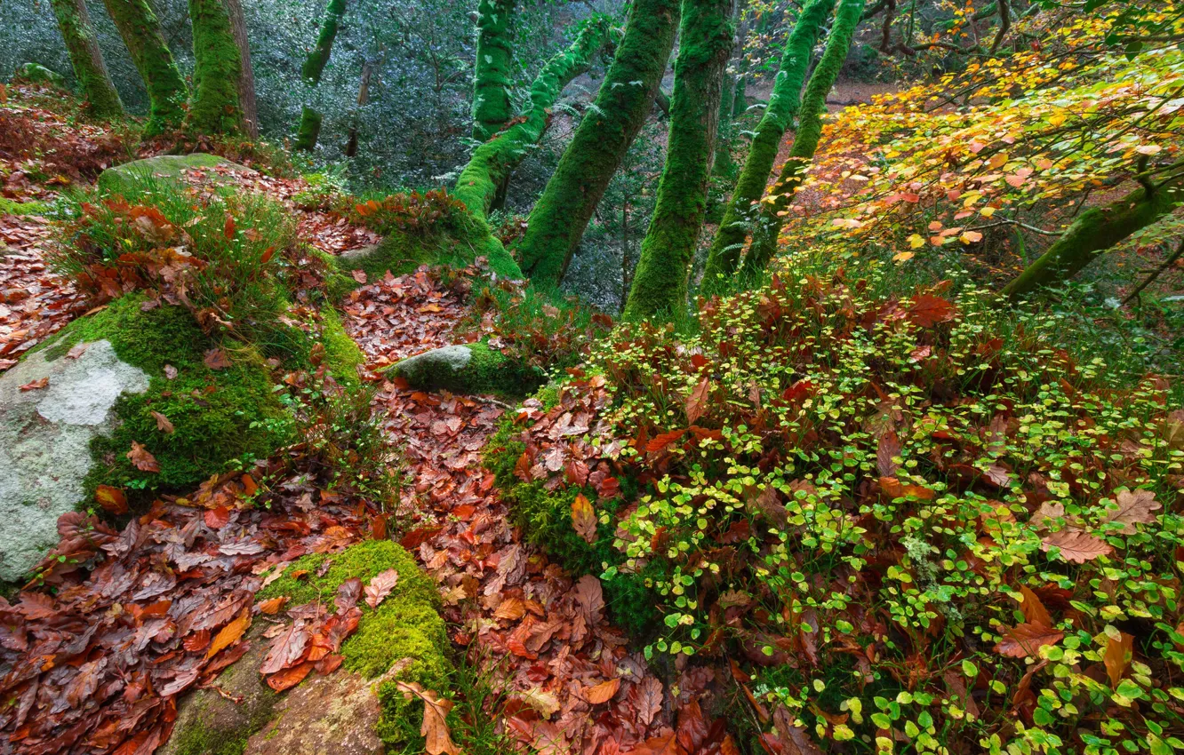Photo wallpaper autumn, forest, leaves, trees, England, moss