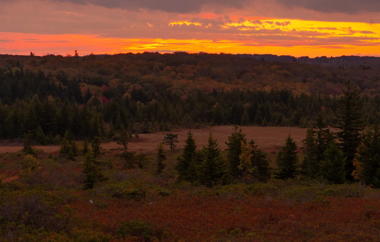 Photo wallpaper autumn, forest, the sky, clouds, light, trees, landscape, sunset