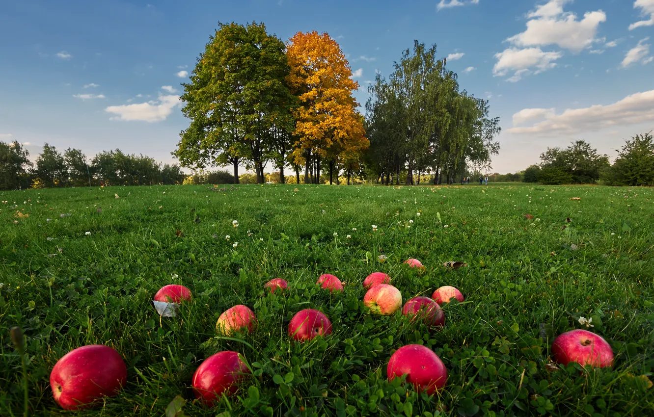 Фото Яблок Августа
