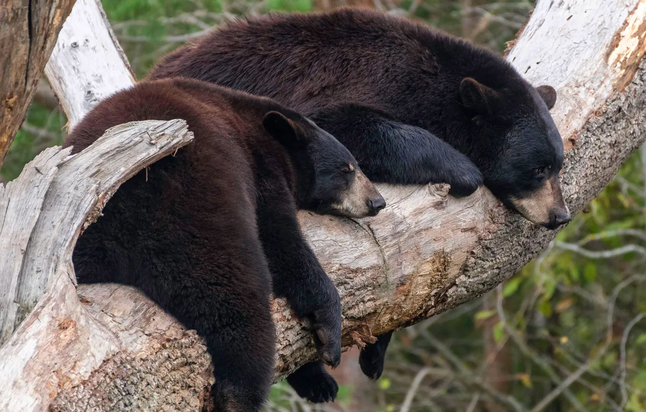 Photo wallpaper trees, nature, pose, stay, black, two, bear, bear