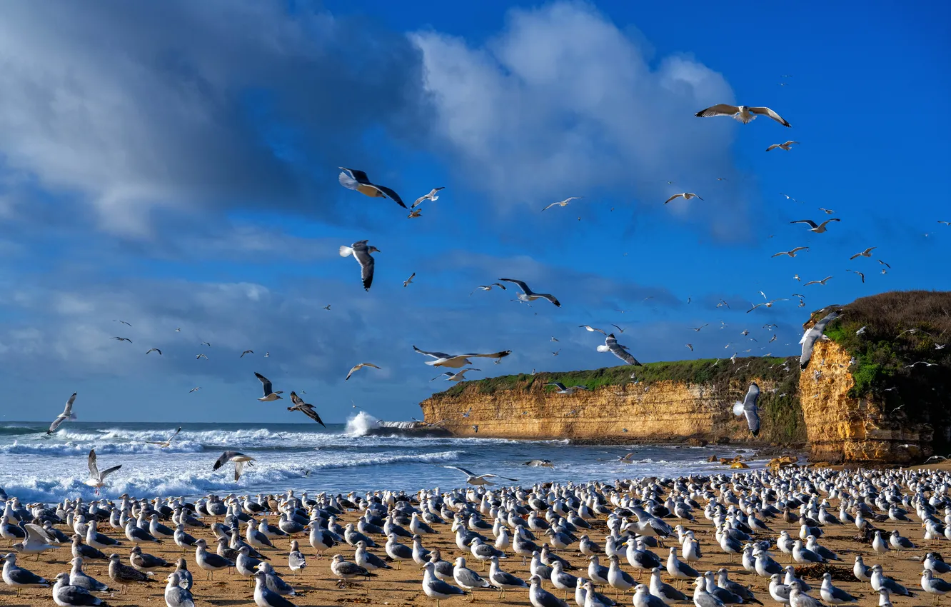 Photo wallpaper sea, summer, bird, shore