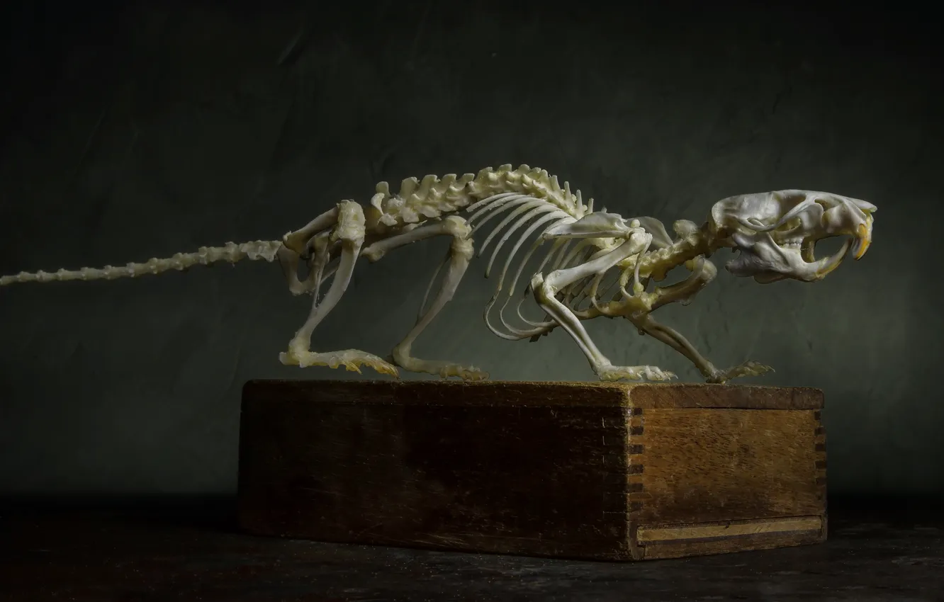 Photo wallpaper pose, bones, skeleton, animal, box, composition, still life, fangs