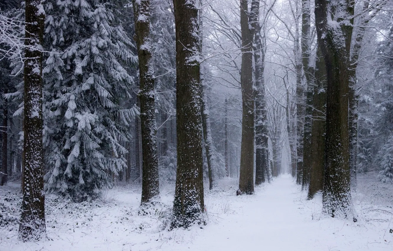Photo wallpaper winter, forest, snow, trees, nature, Netherlands