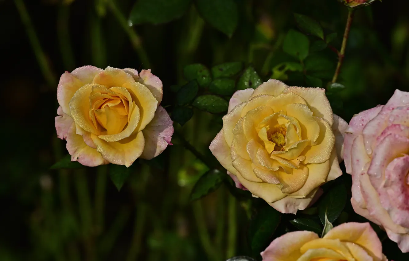 Photo wallpaper leaves, drops, flowers, branches, the dark background, roses, yellow, garden
