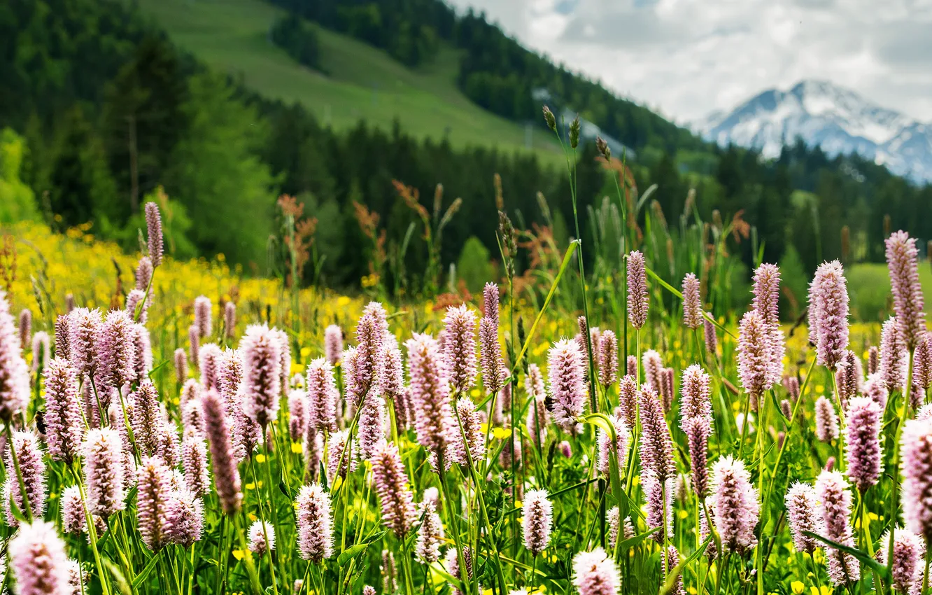 Photo wallpaper greens, grass, flowers, mountains, nature, Alps, meadow, Tyrol