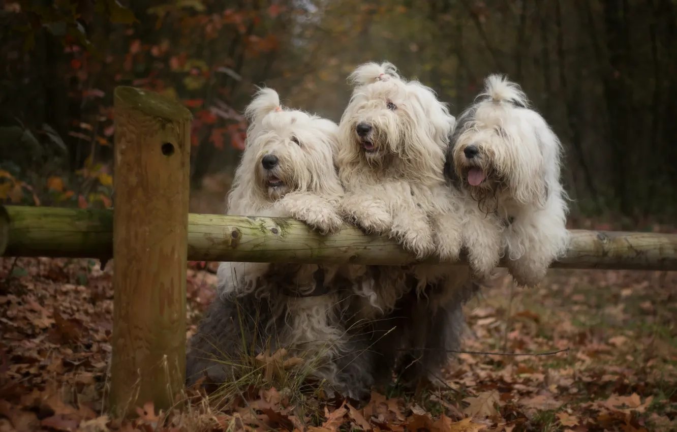 Photo wallpaper dog, Bobtail, The old English Sheepdog