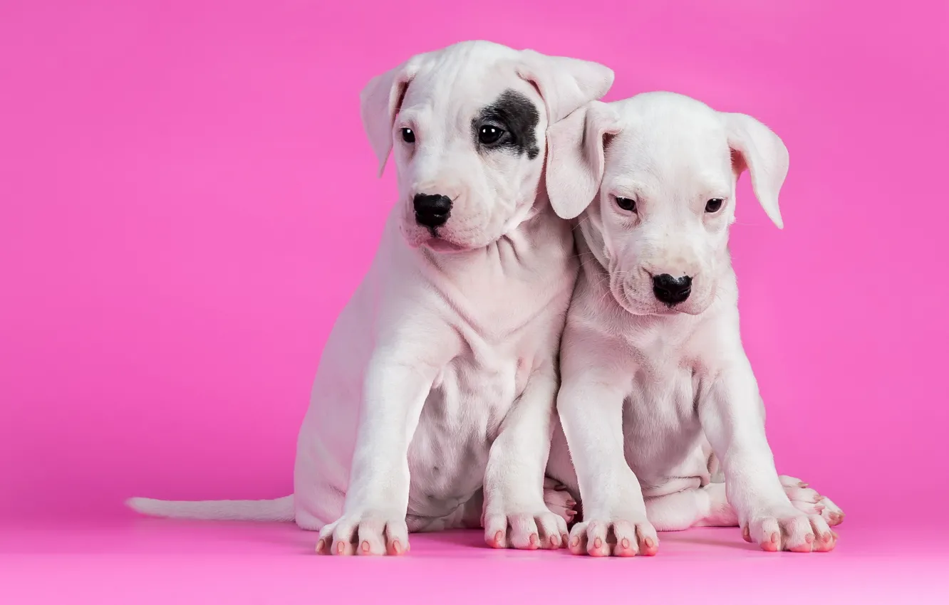 Photo wallpaper dogs, background, puppies