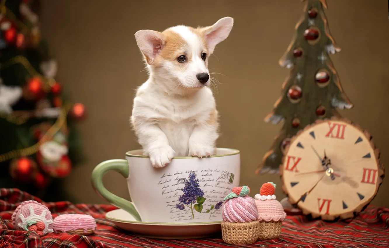 Photo wallpaper watch, dog, mug, puppy, New year, doggie, decoration, Welsh Corgi