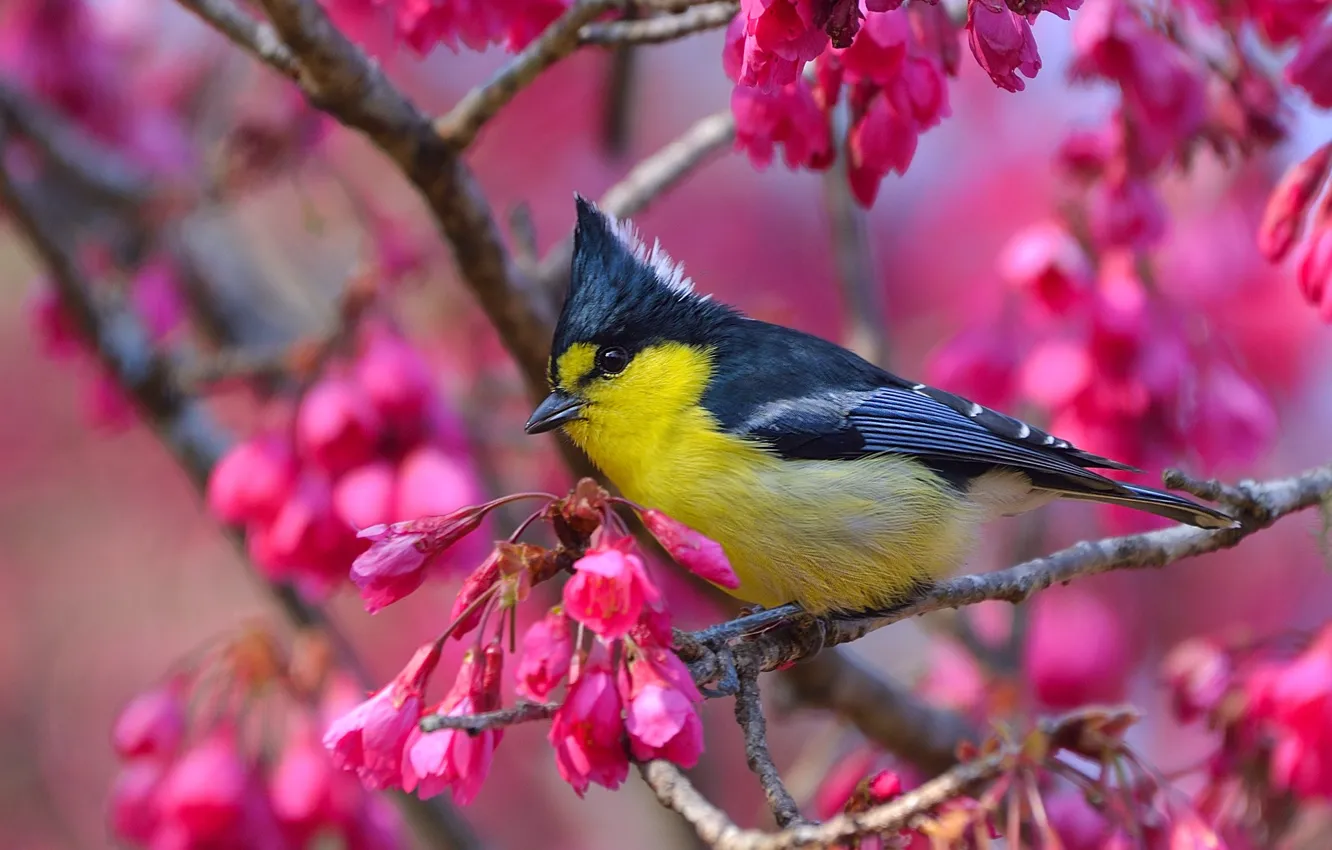 Photo wallpaper flowers, branches, cherry, bird, flowering, Taiwan yellow tit