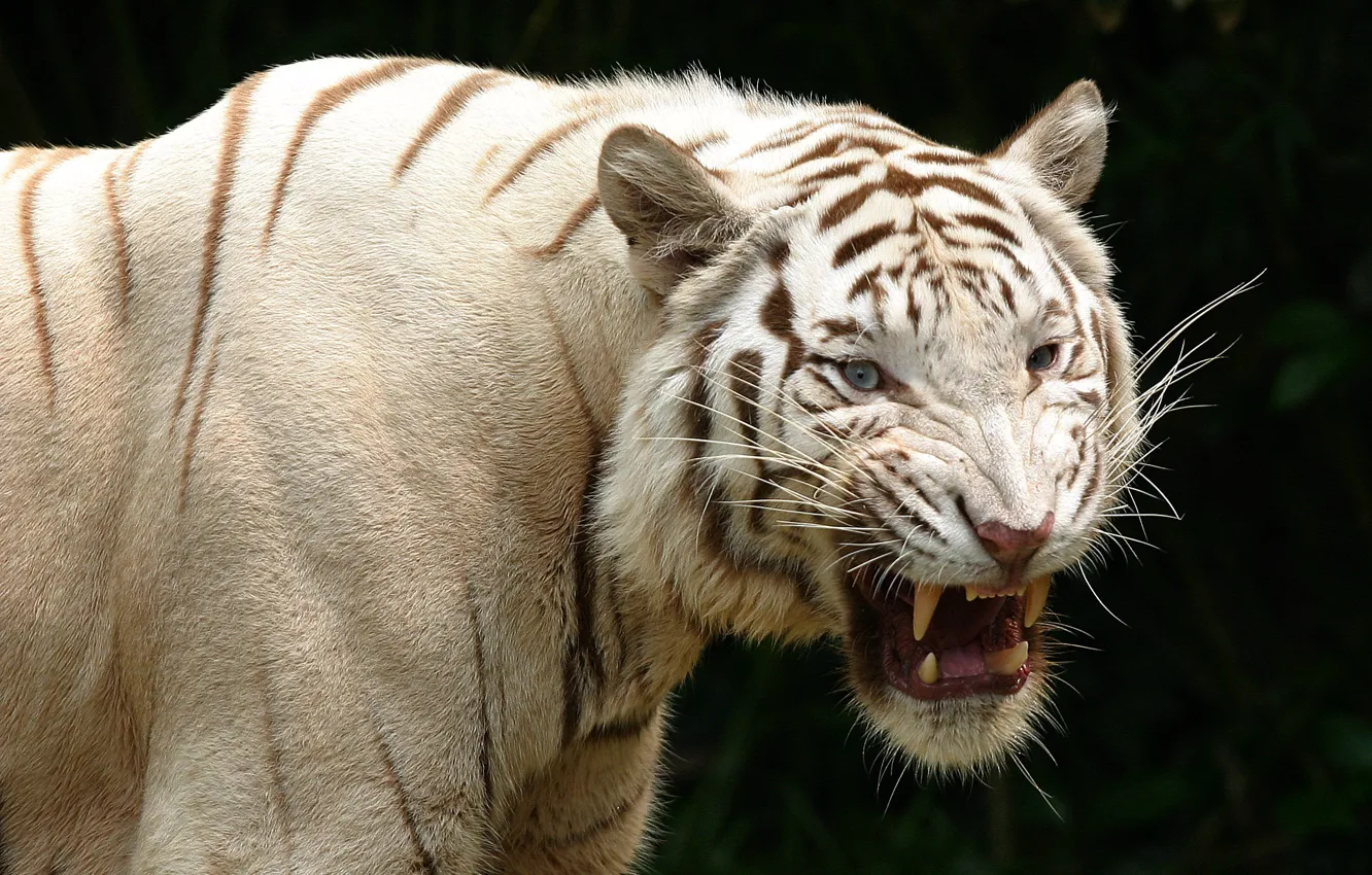 Photo wallpaper tiger, predator, grin