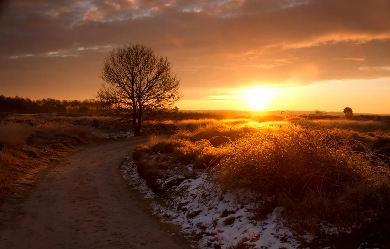 Photo wallpaper road, grass, the sun, snow, sunset, tree
