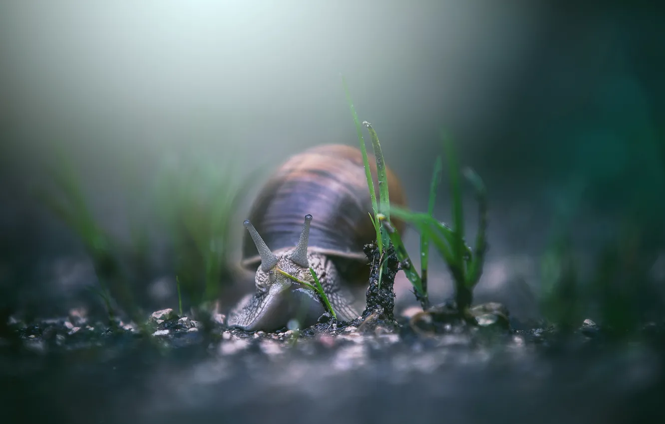 Photo wallpaper macro, background, snail